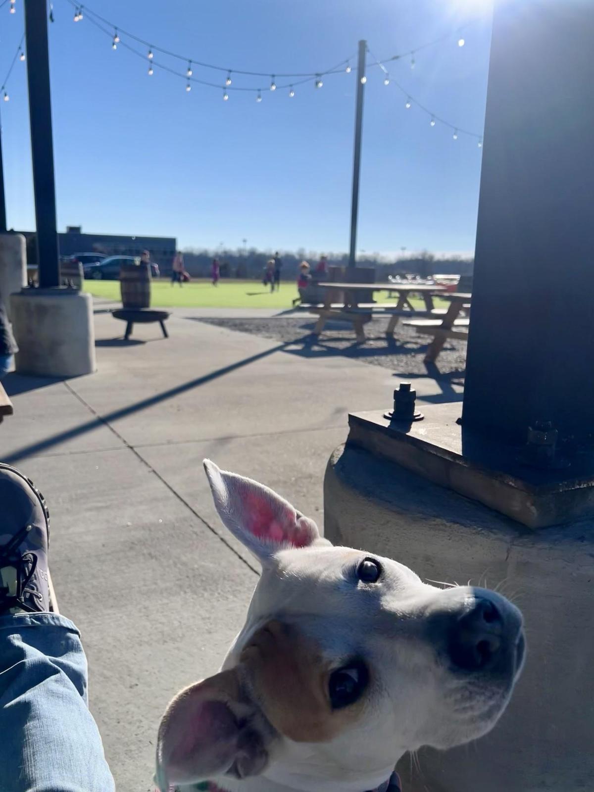 Sonder Brewing Taphaus & Kitchen restaurant view 1