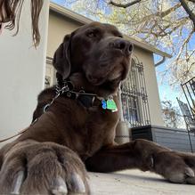 The Grey Mule Saloon restaurant view 1