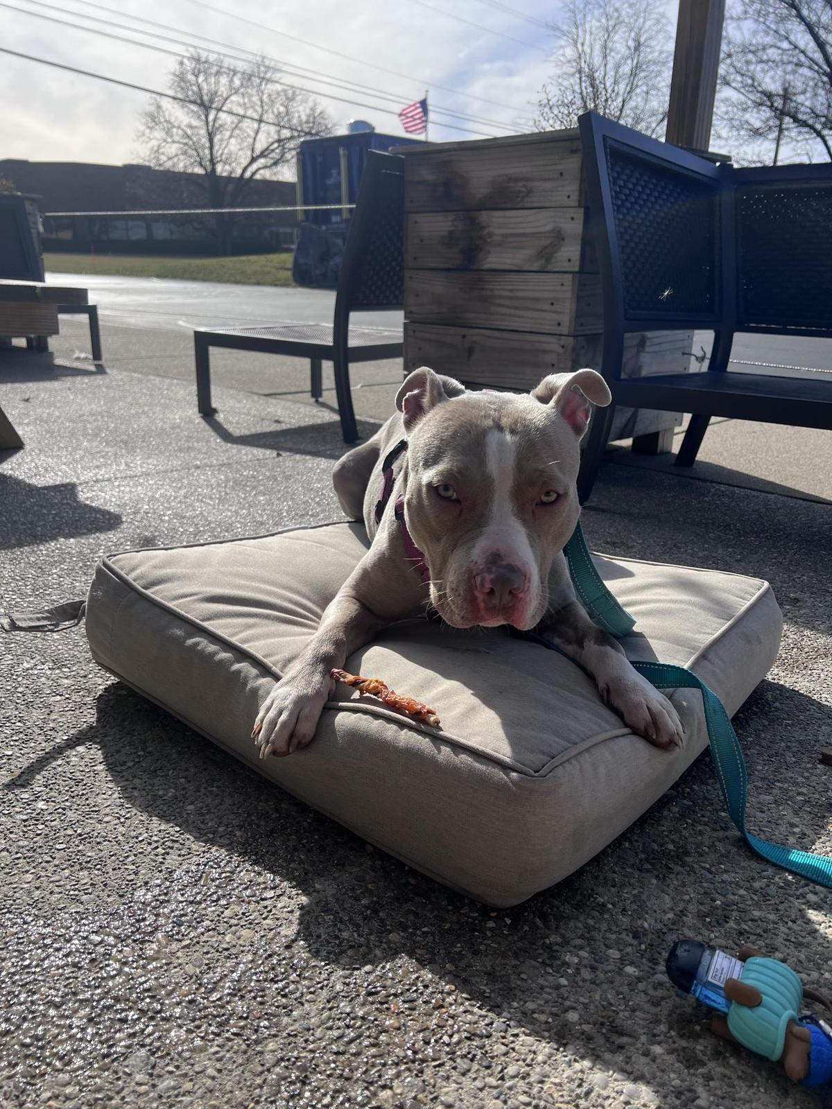 DogBerry Brewing restaurant view 1