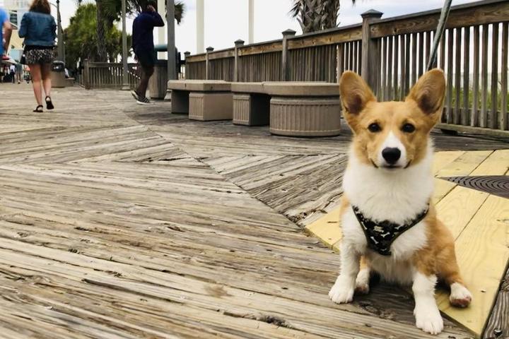 The best dog friendly things to do and places to stay in Myrtle Beach.