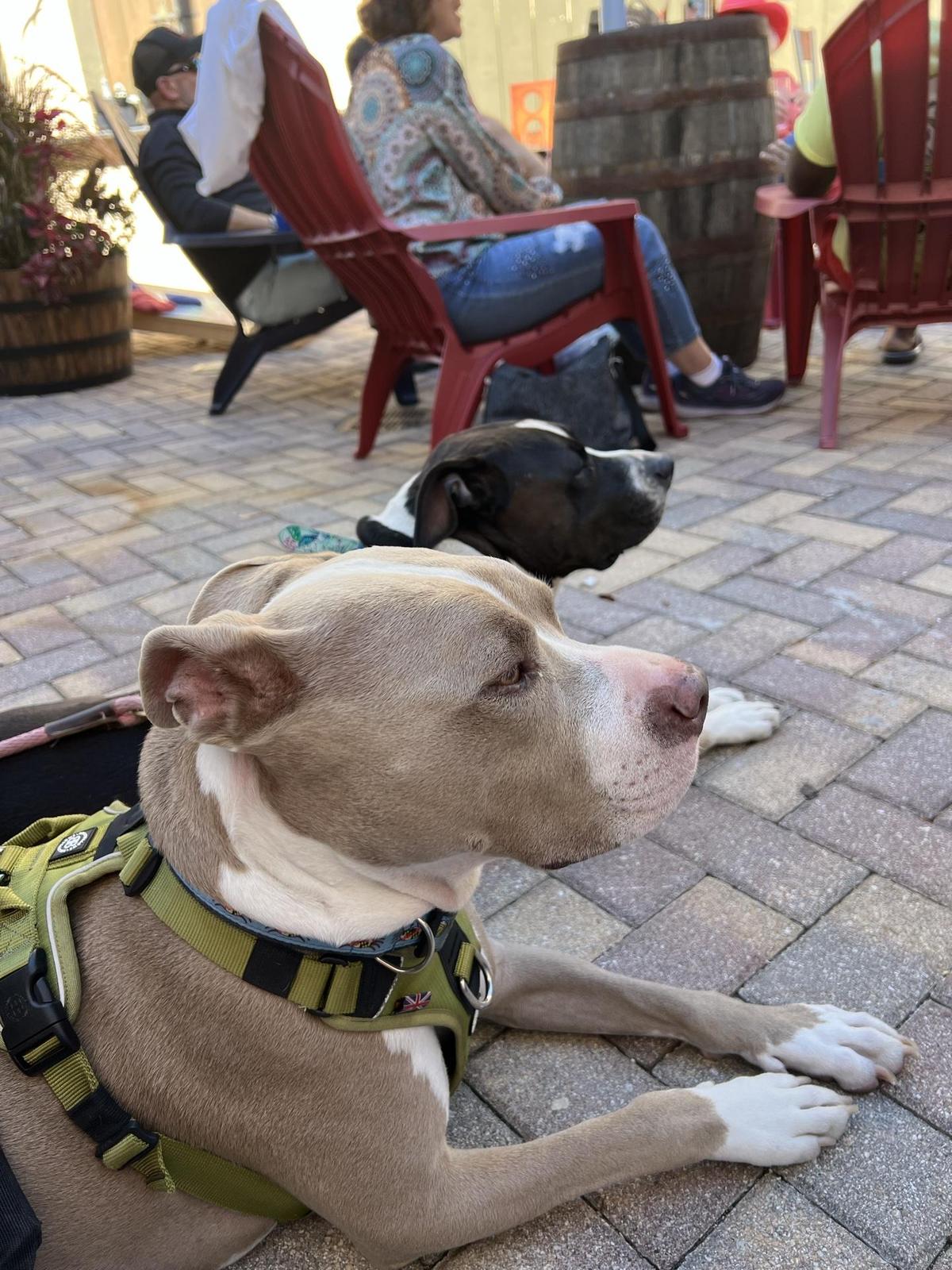 Image of Southernmost Pint Brewpub