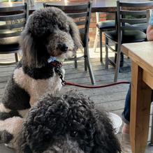 Sea Shanty Restaurant restaurant view 1