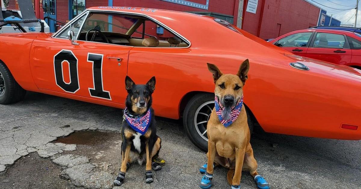 Dog-Friendly Car Museums