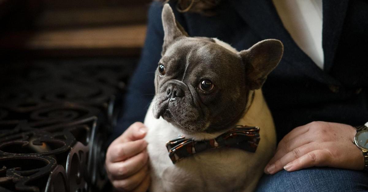 New Pet-Friendly Hotels: March 2024