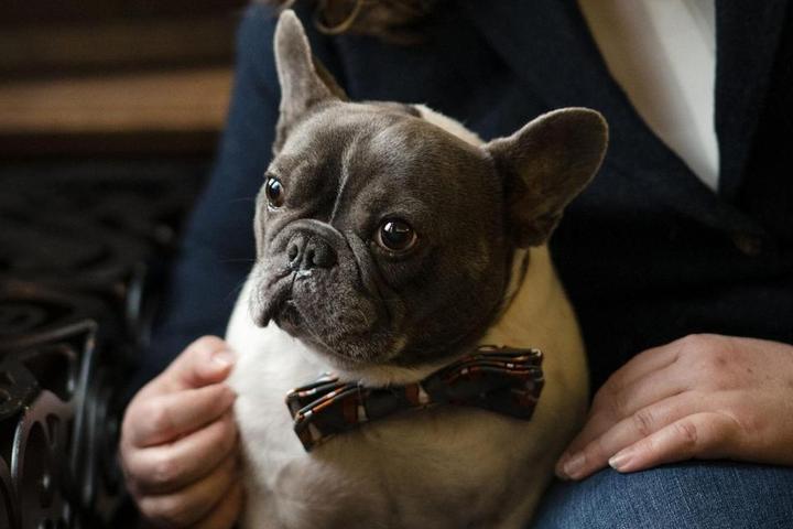 New Pet-Friendly Hotels: March 202