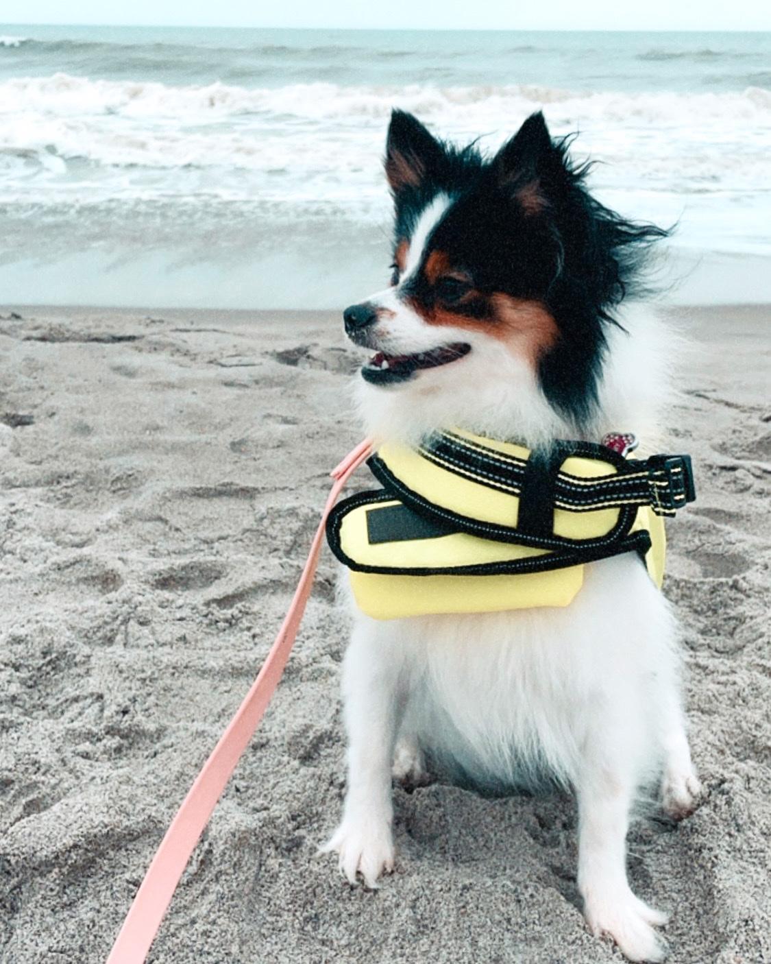 se permiten perros en cocoa beach, florida