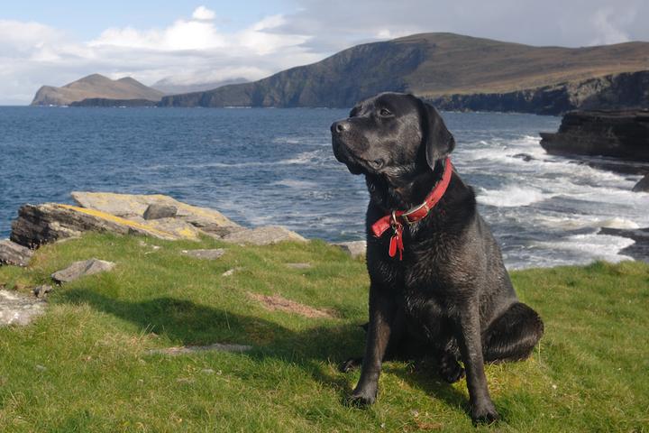 BringFido's Guide to The Republic of Ireland