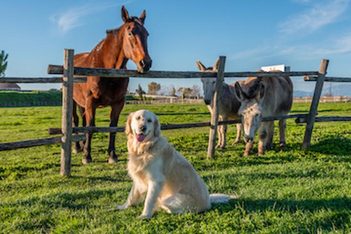 The best dog-friendly Airbnbs in The Sooner State