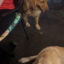 Show-Me's Sports Bar & Grill restaurant view 1