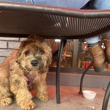 The Flying Biscuit Cafe restaurant view 1