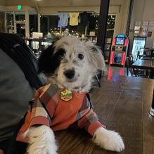 Pooles Island Brewing Company restaurant view 2