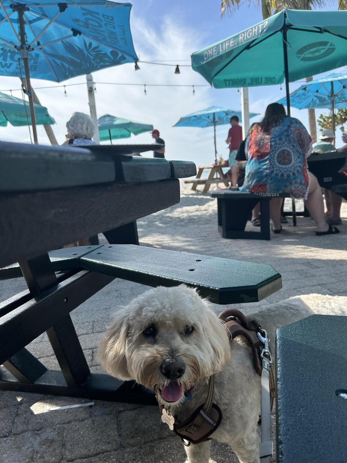 Mucky Duck restaurant view 1