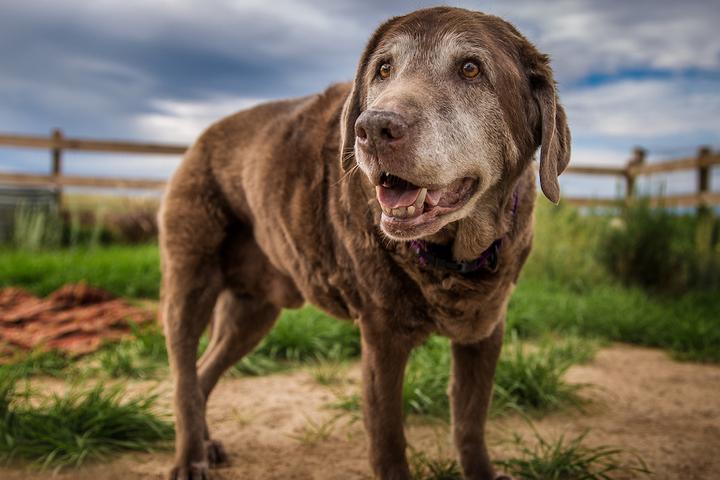 The best dog friendly Airbnbs in Kansas.