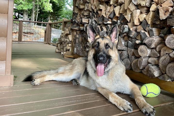 The best dog friendly VRBO on BringFido.