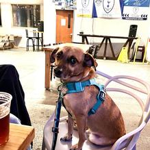 Centerpoint Brewing restaurant view 1