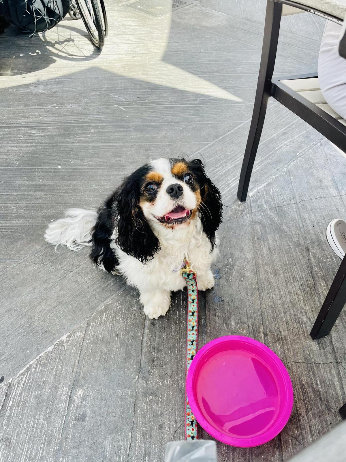 Village Brewhouse restaurant view 1