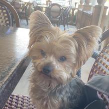 Rosa's Cafe & Tortilla Factory restaurant view 2