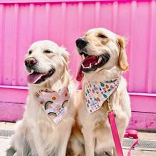 Gather GVL restaurant view 1