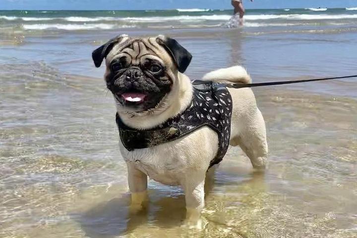 A pug stands in the ocean in dog-friendly South Padre Island