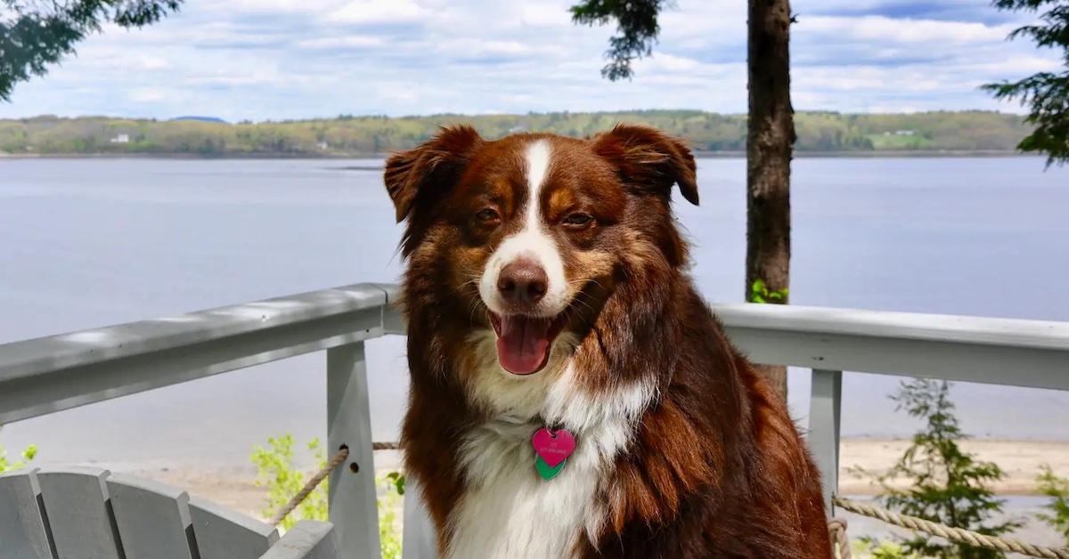 Pet-Friendly Airbnbs With Incredible Views - BringFido