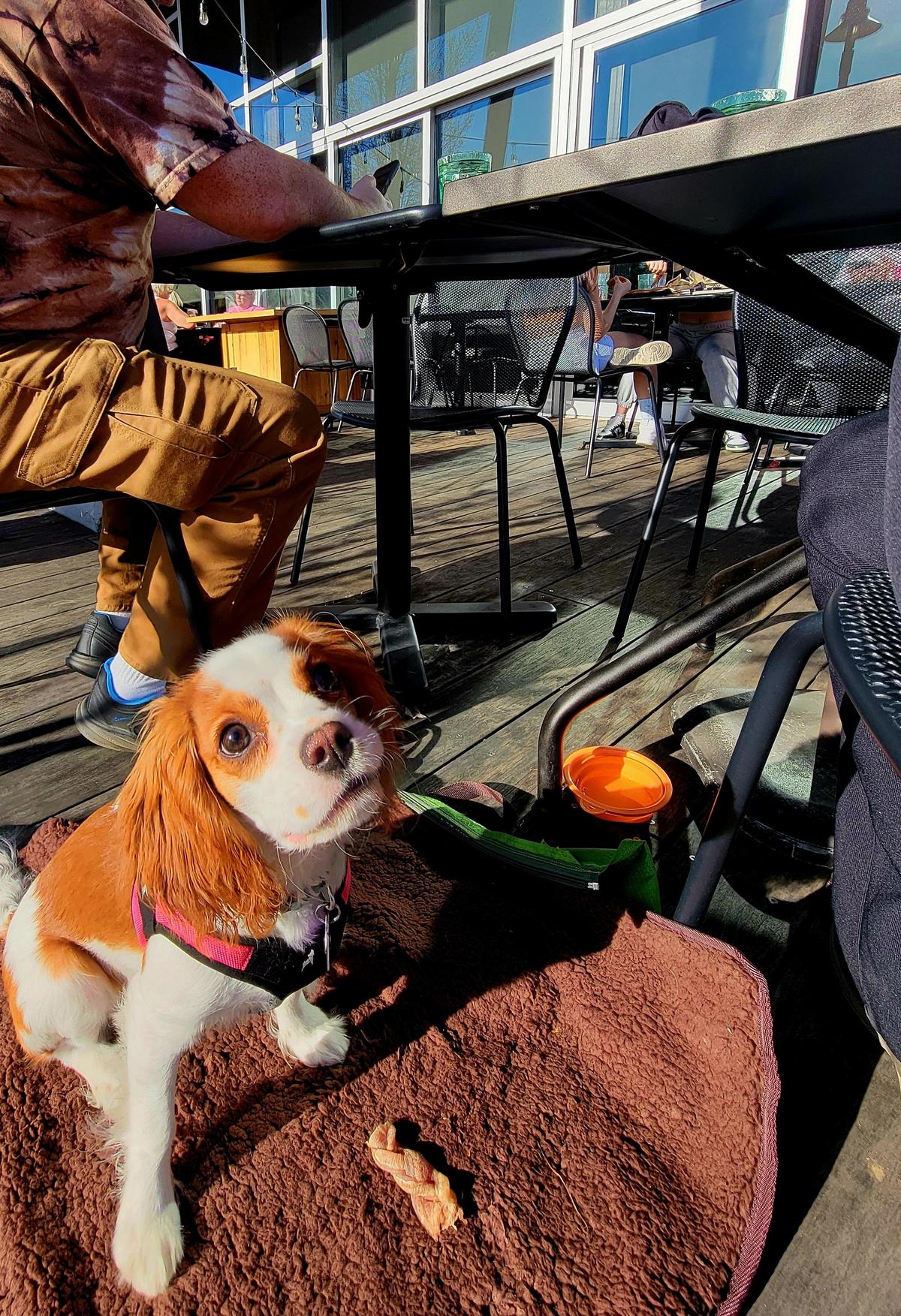 The Ridge Woodfired Pizza & Pub restaurant view 1