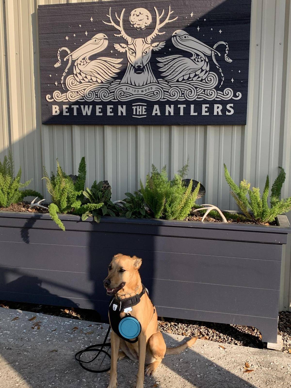 Between the Antlers restaurant view 1