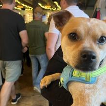 Free Roam Brewing Company restaurant view 1