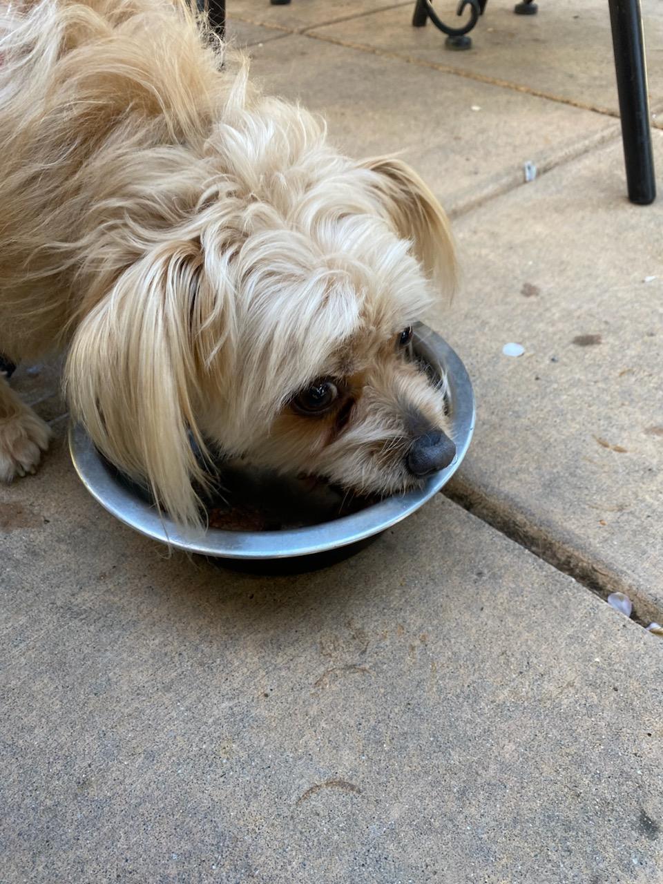 Louie's Restaurant and Bar restaurant view 1