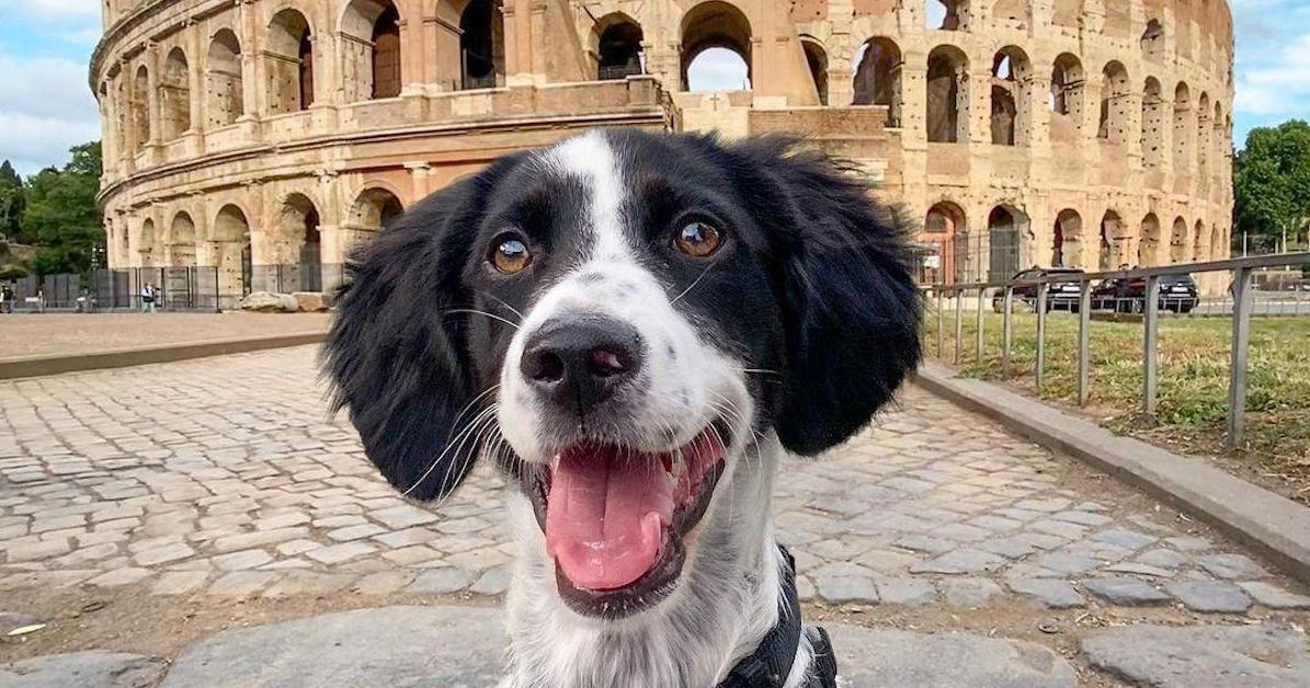 BringFido's Guide to Italy
