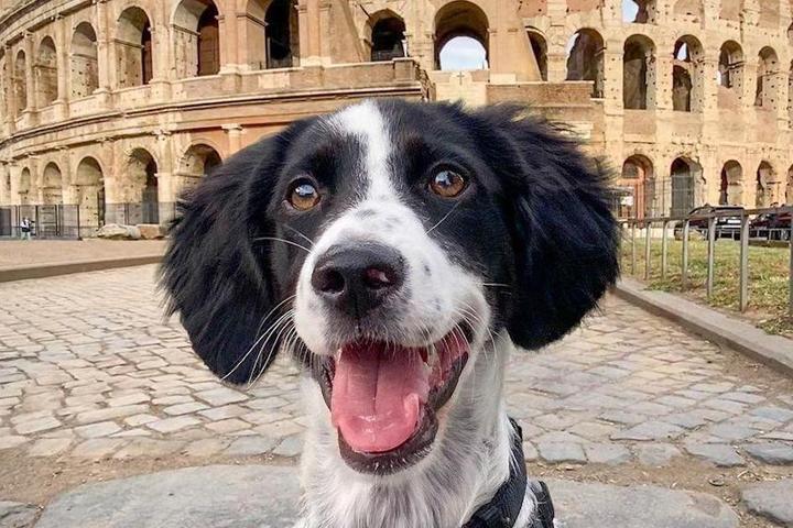 BringFido's Guide to Italy