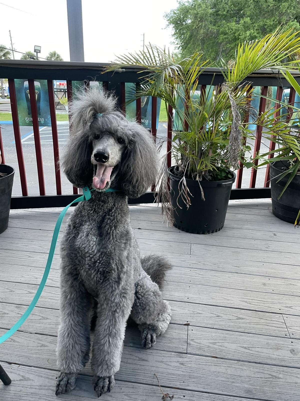 Horse & Jockey British Pub restaurant view 1