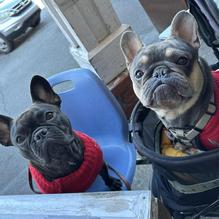 Biscuit Head restaurant view 1