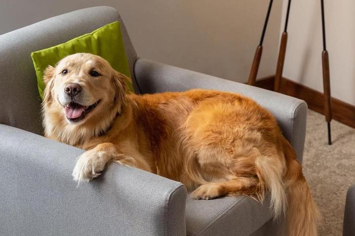 New Pet-Friendly Hotels: April 2024