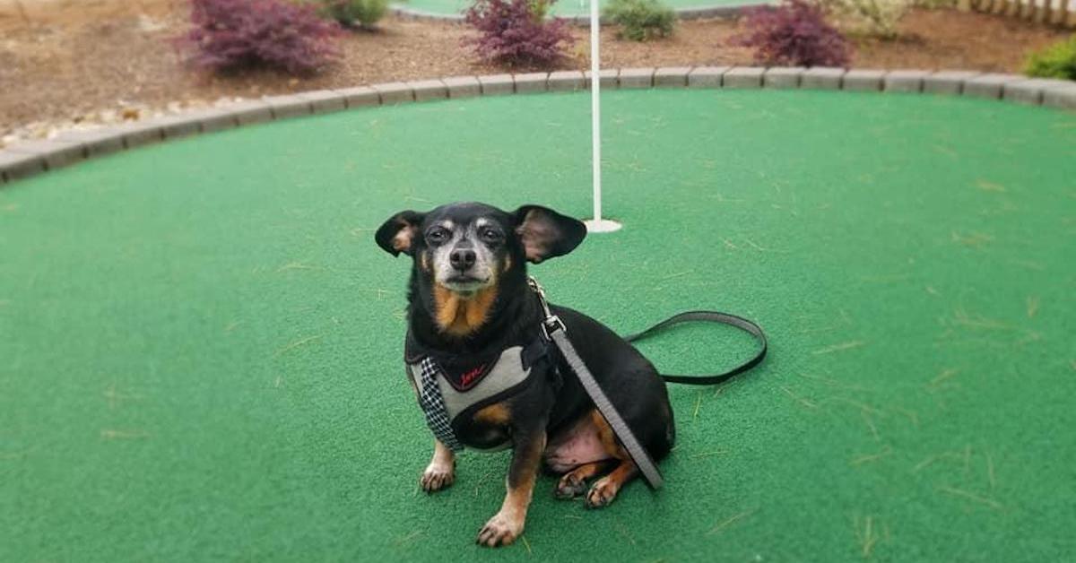 Miniature Golf Courses That Welcome Fido