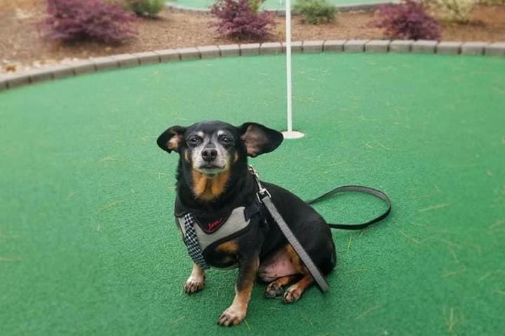 Miniature Golf Courses That Welcome Fido