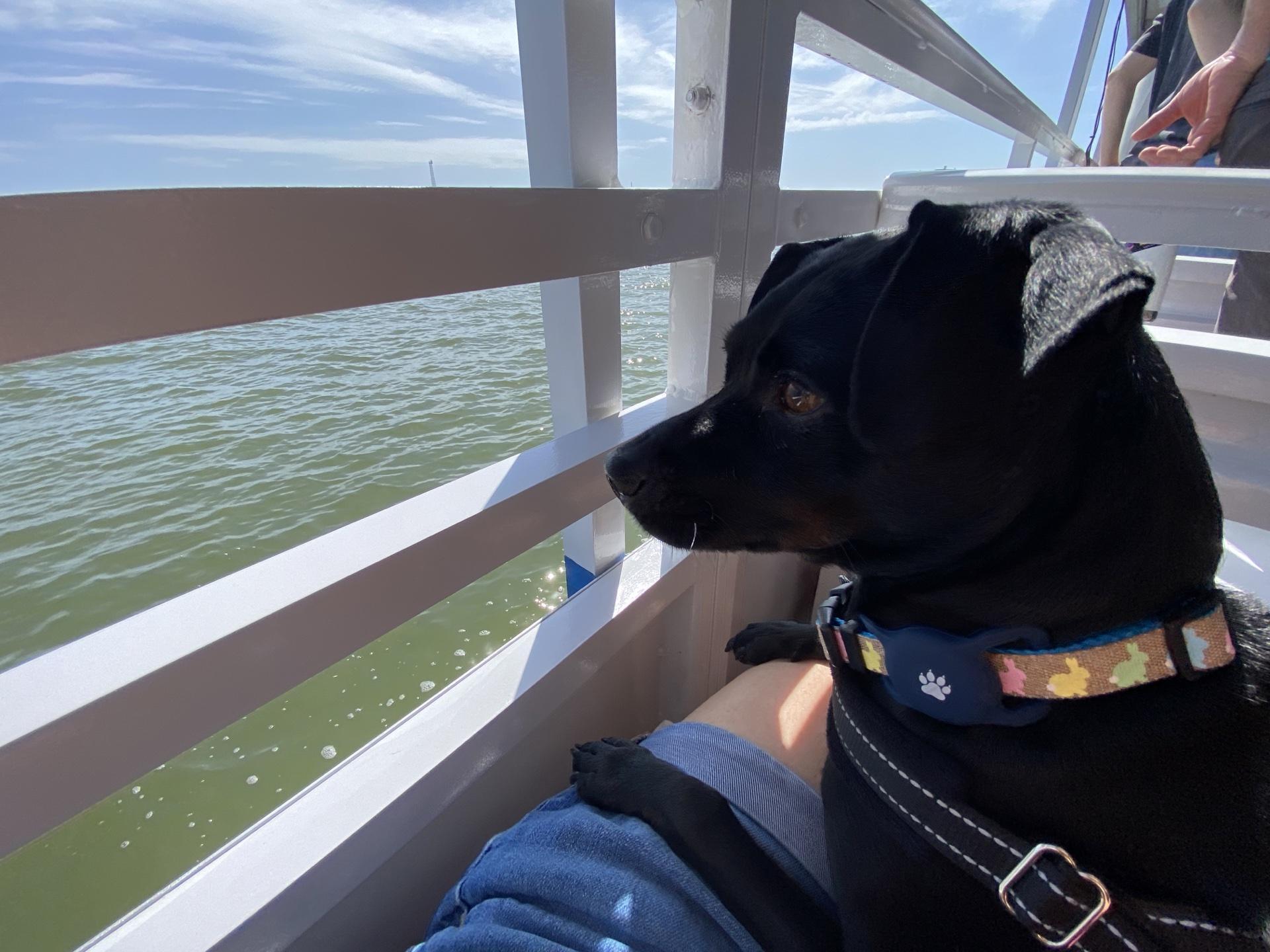 Dog Friendly Activities Austin: Unleash Adventure & Fun