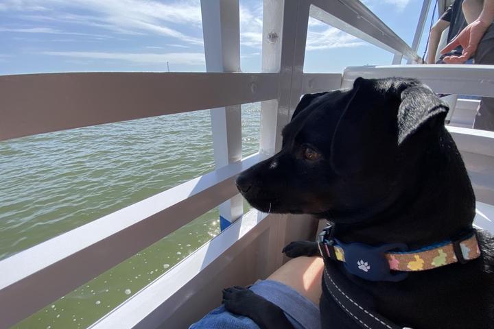 Dog Friendly Activities Austin: Unleash Adventure & Fun