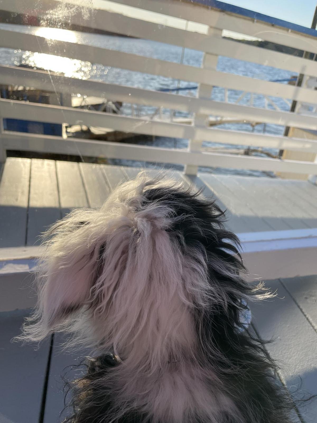 The Blue Parrot Bar & Grill restaurant view 3