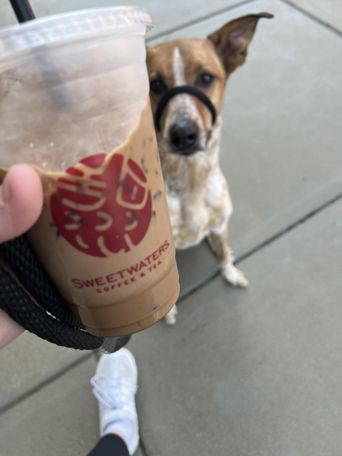 Sweetwaters Coffee & Tea restaurant view 1