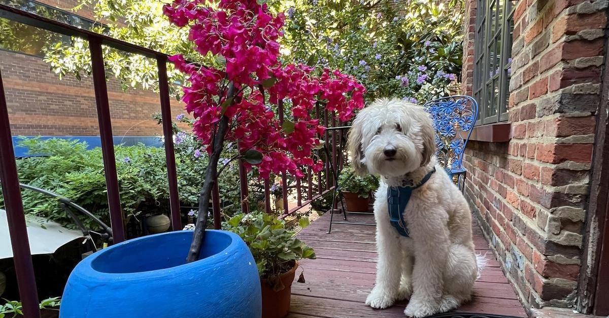 Virginia's Best Dog-Friendly Airbnbs - BringFido