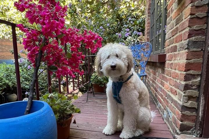 Virginia's Best Dog-Friendly Airbnbs