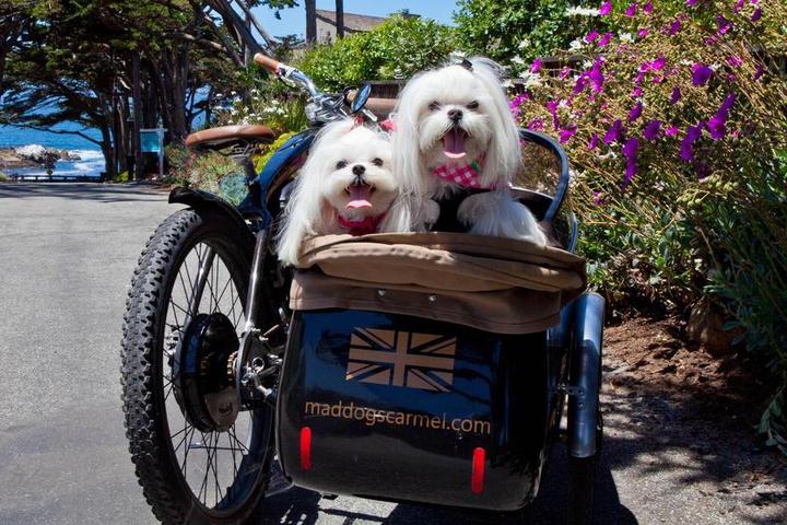 Mad Dogs and Englishmen is dog friendly
