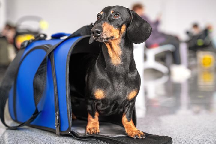 A dog in a pet carrier at an airport
