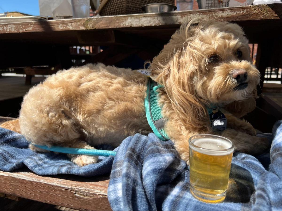 Tight Lines Pub and Brewing Co. restaurant view 1