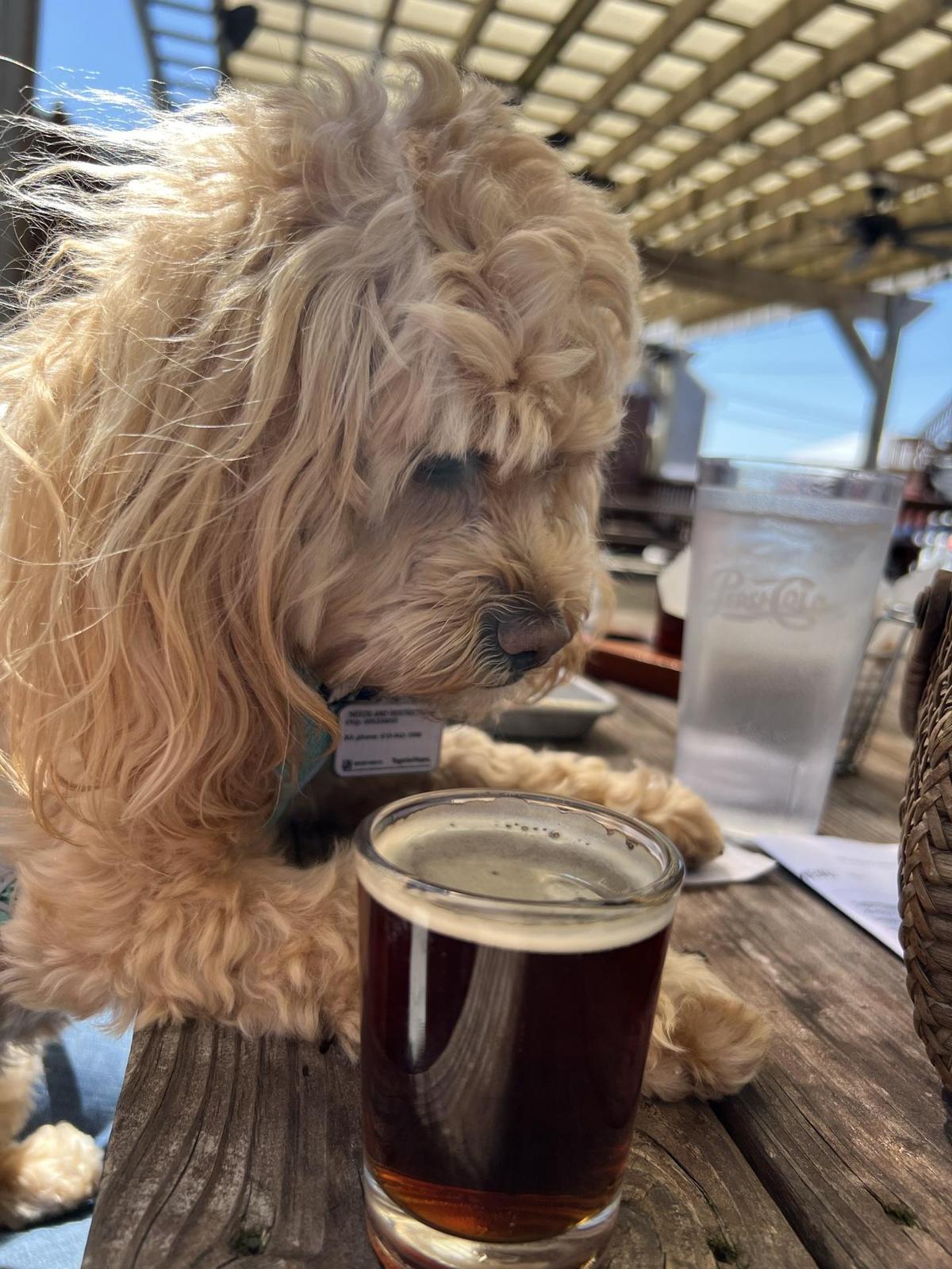 Tight Lines Pub and Brewing Co. restaurant view 2