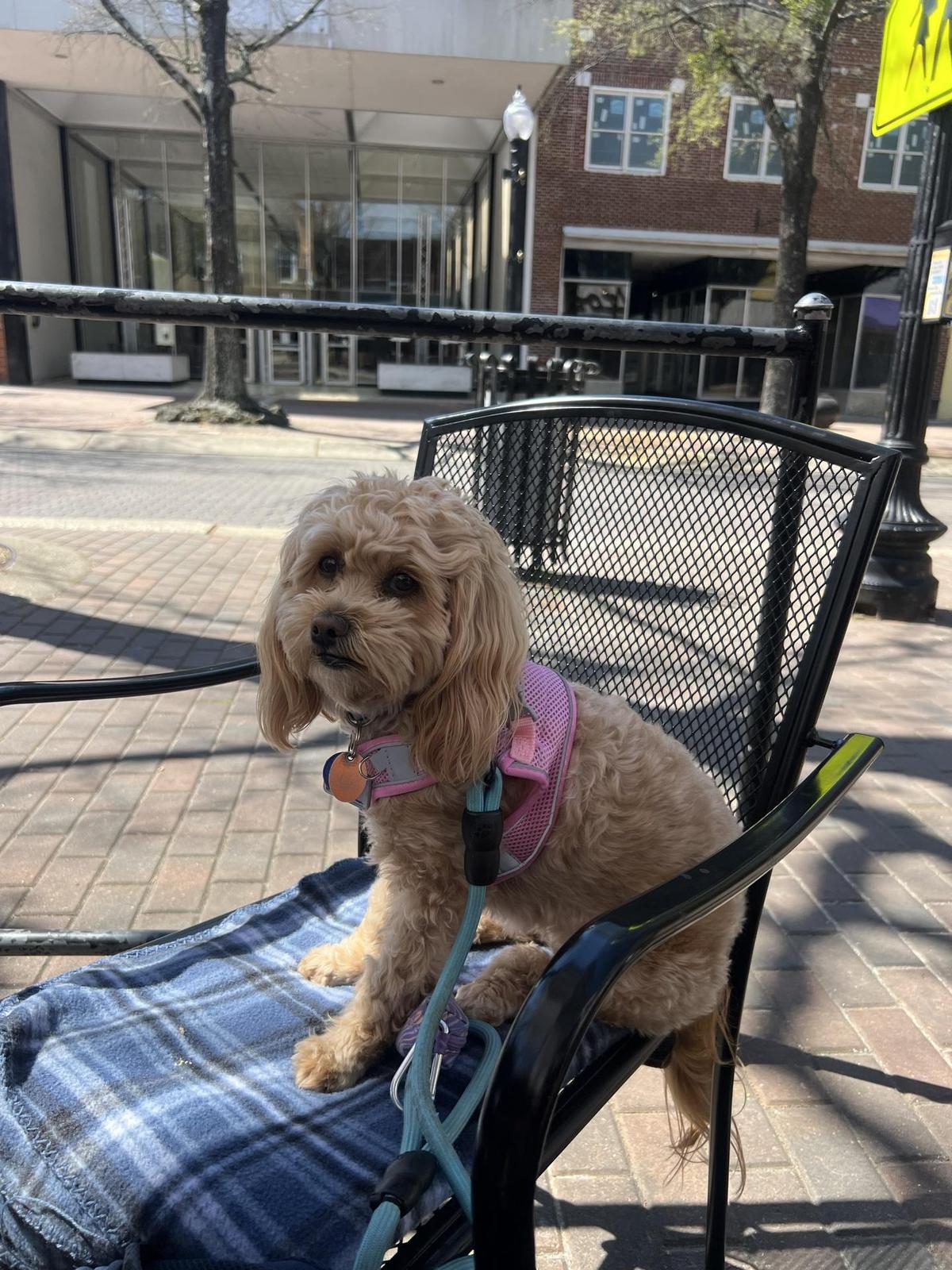 Gaston Brewing Company restaurant view 4