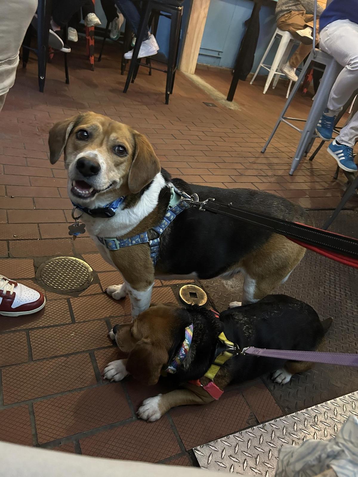 Rockaway Brewing Company restaurant view 1