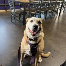 The Purple Goat restaurant view 1