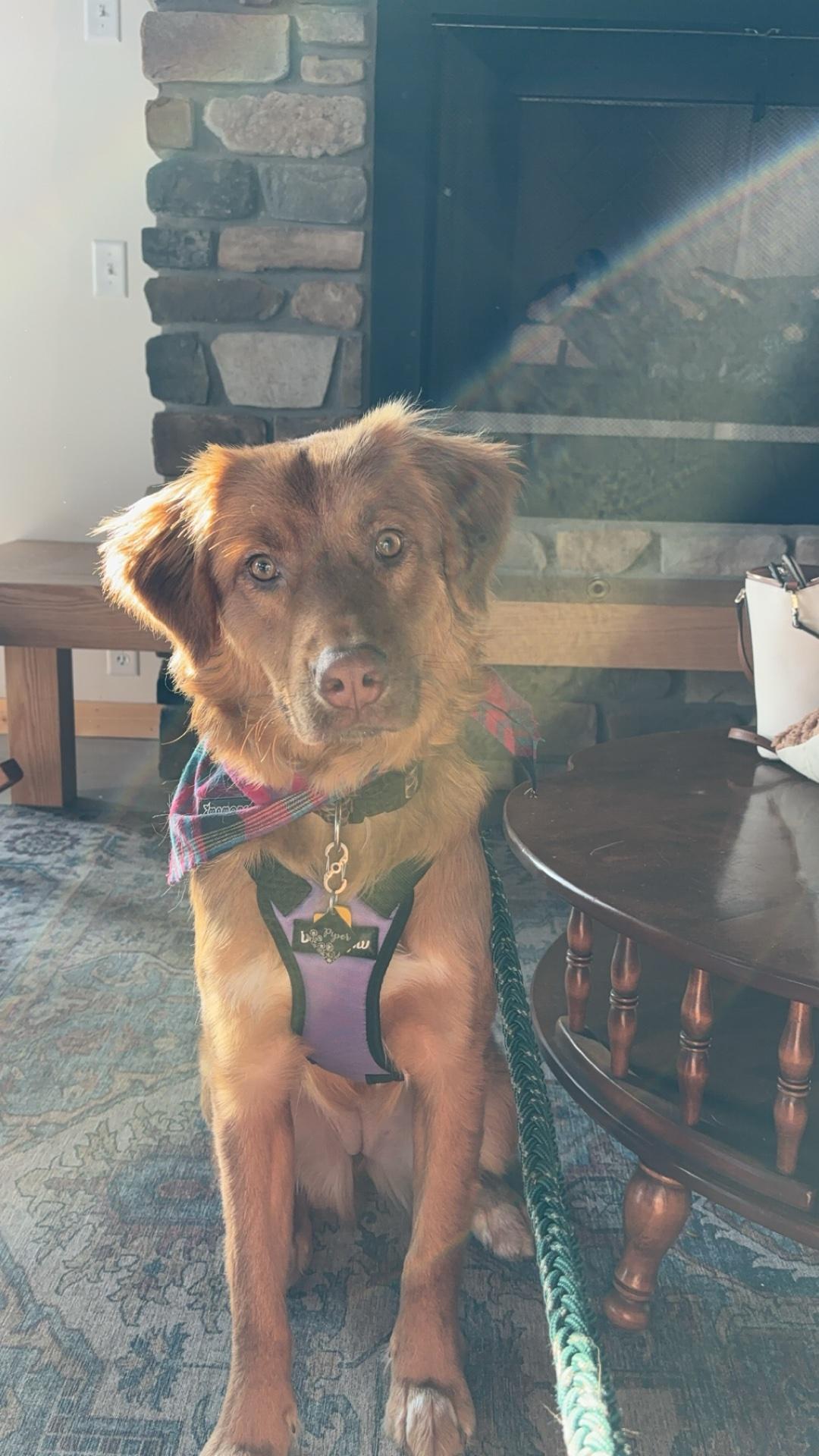 Poverty Knob Farmhouse Ales restaurant view 1