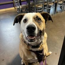 The Purple Goat restaurant view 2